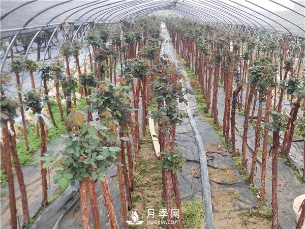 南陽樹狀月季怎么養(yǎng)護(hù)？(圖2)