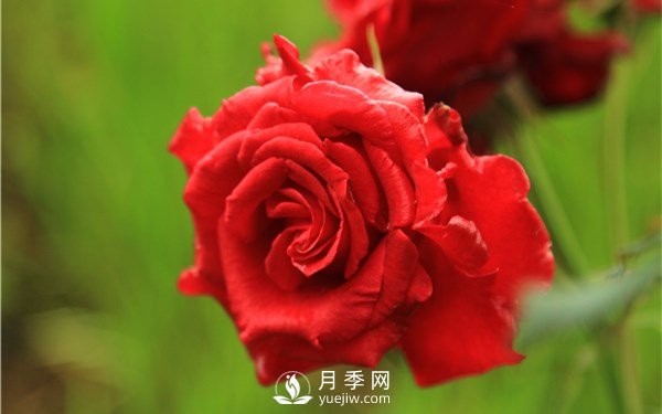 月季花怎么栽種更好，養(yǎng)護(hù)時應(yīng)注意什么？(圖2)