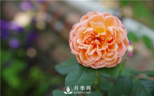 月季花怎么栽種更好，養(yǎng)護(hù)時應(yīng)注意什么？(圖1)