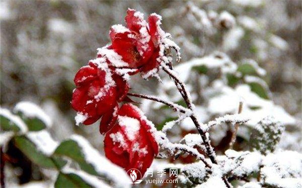 月季冬天會凍死嗎？月季花怎么過冬？月季的安全越冬方法介紹！(圖1)
