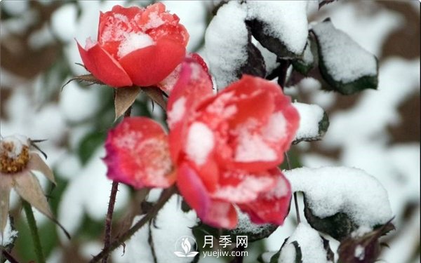 月季冬天會凍死嗎？月季花怎么過冬？月季的安全越冬方法介紹！(圖2)