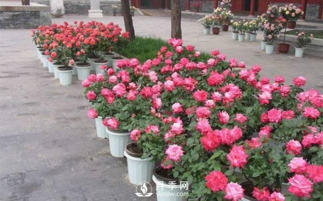 干貨來襲，月季花如何扦插及養(yǎng)護(hù)！(圖1)