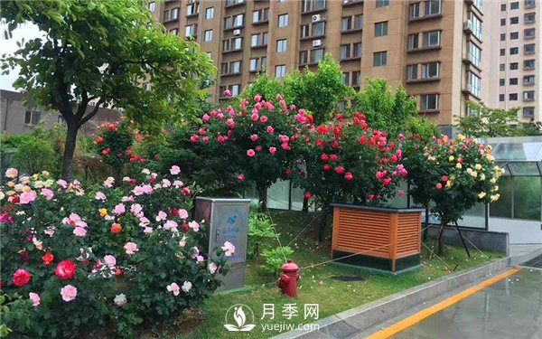 鄭州街頭的的樹(shù)狀月季(圖3)