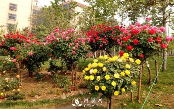 鄭州街頭的的樹(shù)狀月季(圖1)