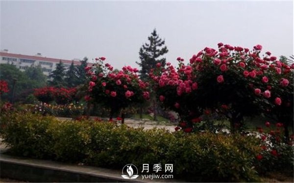 鄭州街頭的的樹(shù)狀月季(圖2)