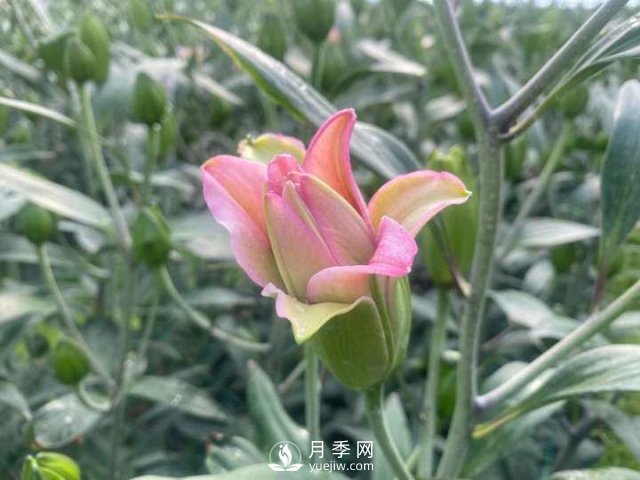 浙江成功引種玫瑰百合，它究竟是月季，還是百合？(圖1)