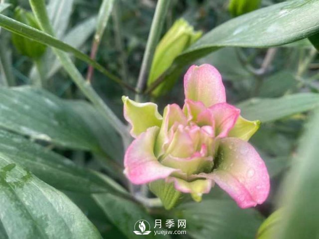 浙江成功引種玫瑰百合，它究竟是月季，還是百合？(圖12)