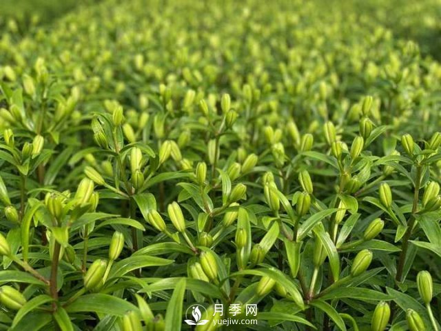 浙江成功引種玫瑰百合，它究竟是月季，還是百合？(圖13)