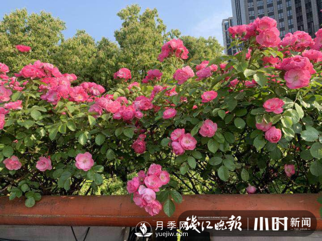 高架月季怎么才能養(yǎng)得好？ 全年月季養(yǎng)護流程(圖1)