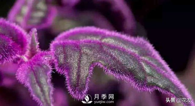 紫鵝絨栽培養(yǎng)護(hù)，出絨葉紫七招(圖1)