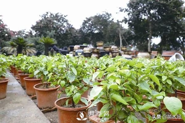 容器苗越來(lái)越炙手可熱的原因(圖4)