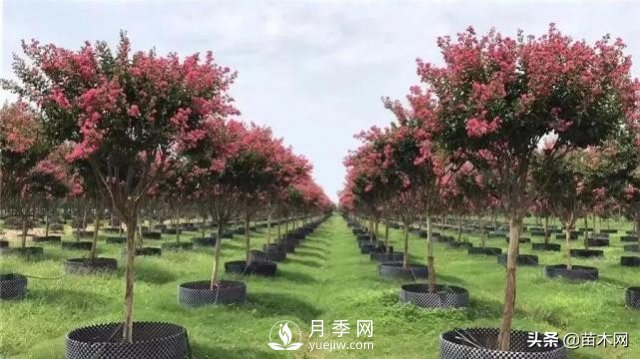 容器苗越來(lái)越炙手可熱的原因(圖2)