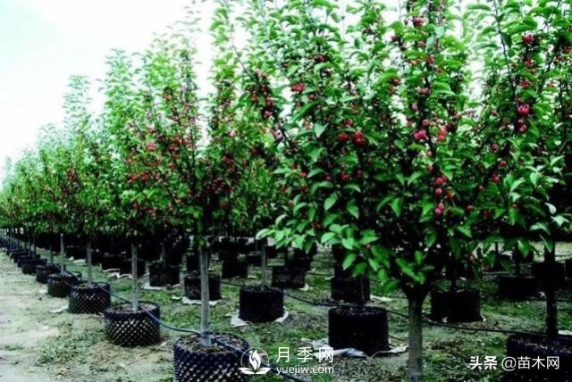 容器苗越來(lái)越炙手可熱的原因(圖1)