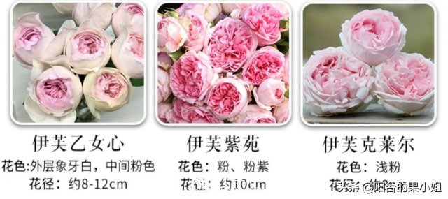 有哪些只看一眼就叫人欲罷不能的月季品種？(圖4)