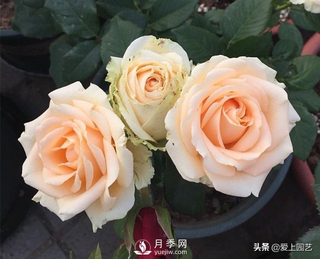 雪山系列月季品種，美麗的手捧花，還是經(jīng)典的花園明星(圖3)