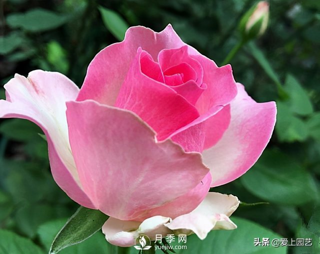 雪山系列月季品種，美麗的手捧花，還是經(jīng)典的花園明星(圖4)