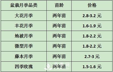 2021年春季盆栽月季市場報價 盆花月季多少錢一棵？(圖1)
