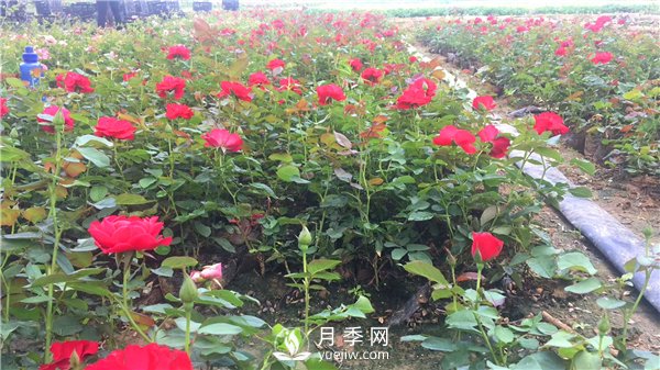 疫情未了，2021年春節(jié)，月季花木企業(yè)應(yīng)該怎么做？(圖1)