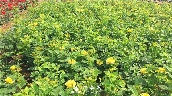 疫情未了，2021年春節(jié)，月季花木企業(yè)應(yīng)該怎么做？(圖3)