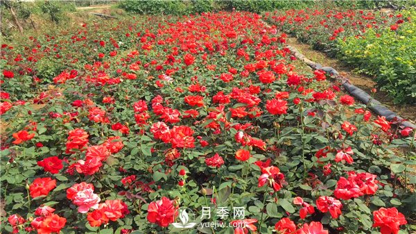 疫情未了，2021年春節(jié)，月季花木企業(yè)應(yīng)該怎么做？(圖2)