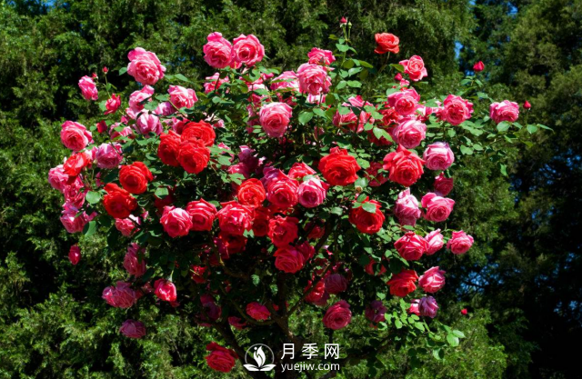 養(yǎng)月季，教你“爆盆大法”，四季開不停每次都爆盆(圖3)