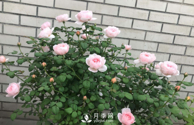 養(yǎng)月季，教你“爆盆大法”，四季開不停每次都爆盆(圖2)