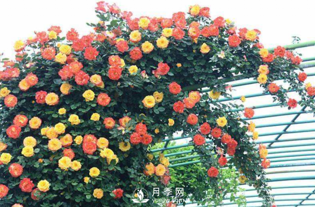 養(yǎng)月季，教你“爆盆大法”，四季開不停每次都爆盆(圖1)