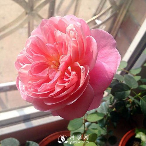 夢之光環(huán)月季，顏值高花瓣一層層，太美了(圖2)