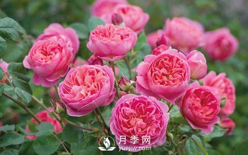 夢之光環(huán)月季，顏值高花瓣一層層，太美了(圖5)