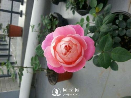 夢之光環(huán)月季，顏值高花瓣一層層，太美了(圖1)