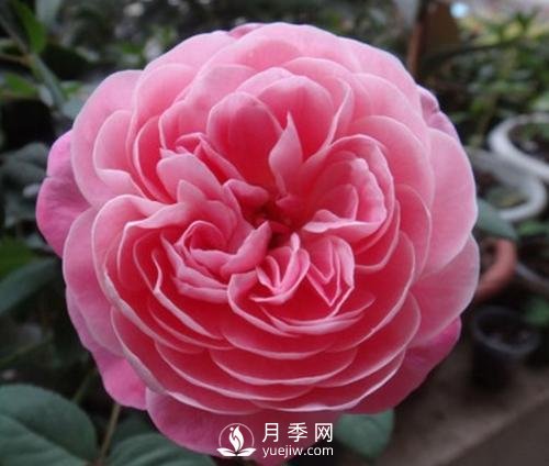 夢之光環(huán)月季，顏值高花瓣一層層，太美了(圖4)