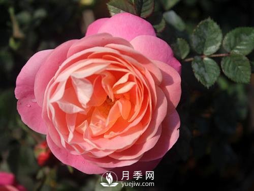 夢之光環(huán)月季，顏值高花瓣一層層，太美了(圖3)