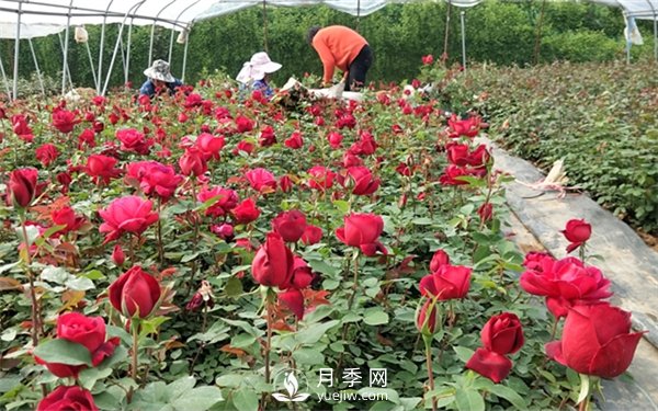 老棵月季苗批發(fā)價格多少？多年生月季苗成活率高？(圖1)