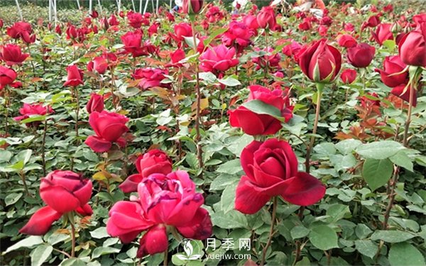 老棵月季苗批發(fā)價格多少？多年生月季苗成活率高？(圖3)