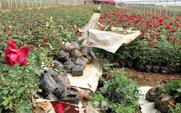 老棵月季苗批發(fā)價格多少？多年生月季苗成活率高？(圖2)