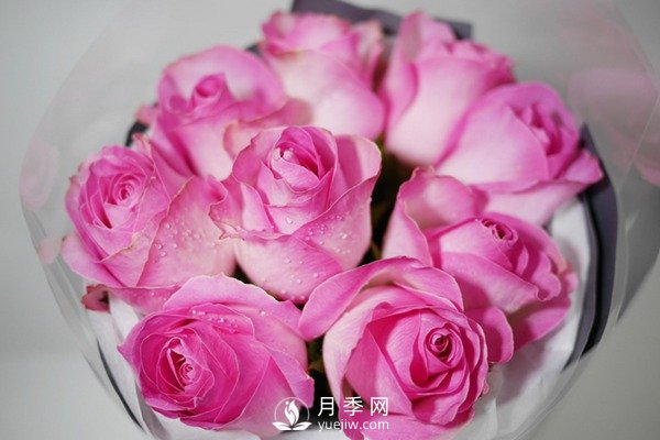 切花月季嫁接苗如何栽培？(圖1)