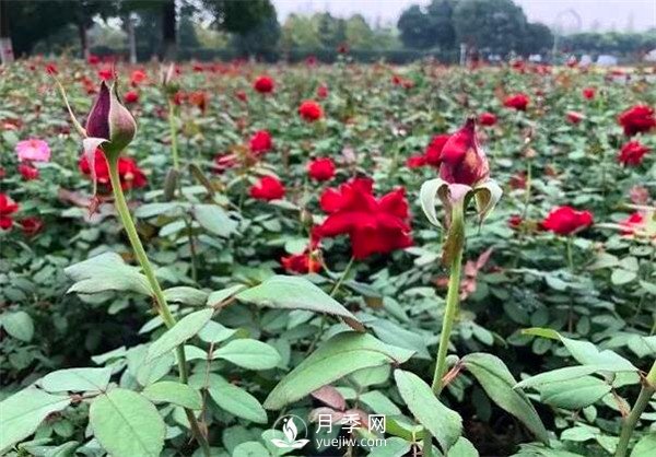 “高顏值”大花月季上街！四川成都立交橋月季花帶來了！(圖3)