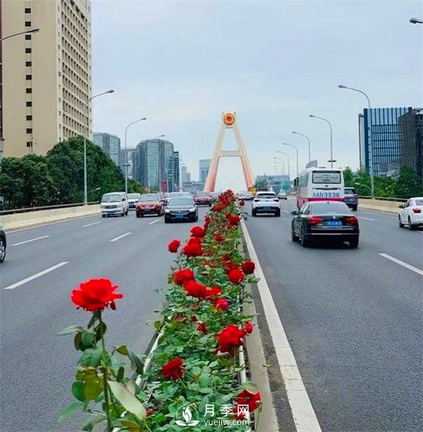 “高顏值”大花月季上街！四川成都立交橋月季花帶來了！(圖1)