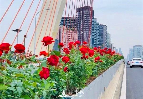 “高顏值”大花月季上街！四川成都立交橋月季花帶來了！(圖2)