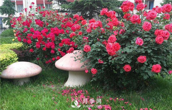 月季在花壇中該如何運(yùn)用？(圖2)