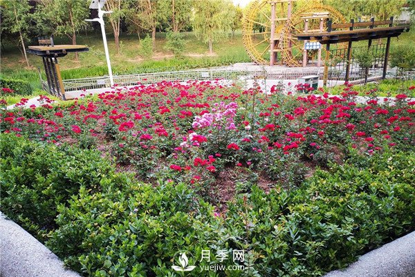 月季在花壇中該如何運(yùn)用？(圖1)
