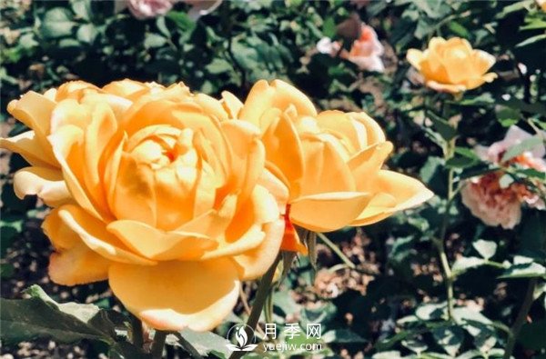 北京環(huán)路上的月季你認(rèn)得嗎？(圖1)