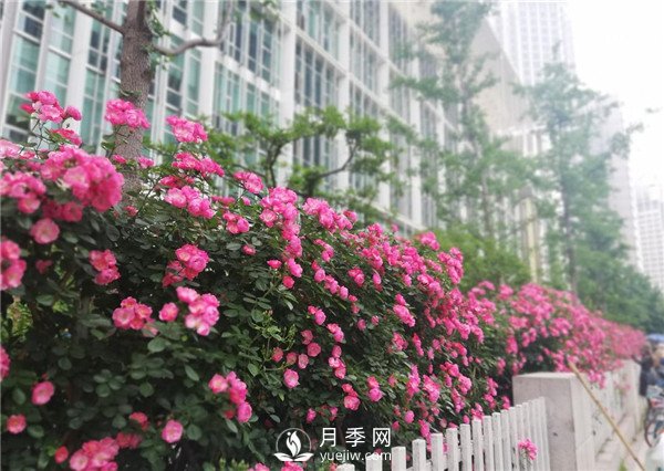 月季園林大觀，月季扮靚各大城市！(圖4)