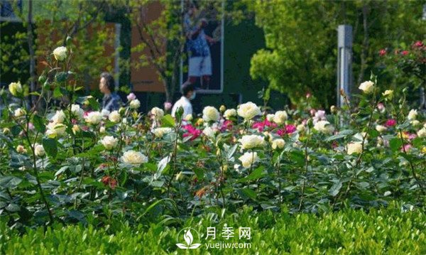 月季園林大觀，月季扮靚各大城市！(圖2)