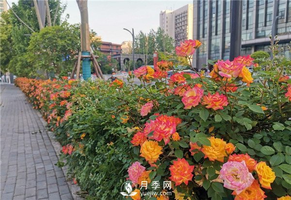 月季園林大觀，月季扮靚各大城市！(圖5)
