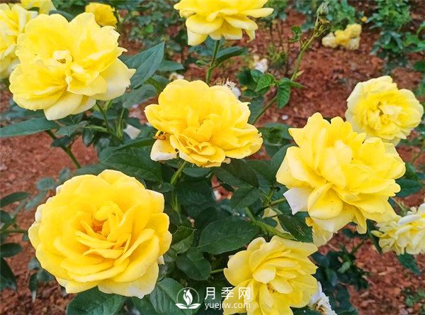 杭州高架“網紅月季花”都有那些品種？(圖8)