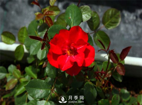 杭州高架“網紅月季花”都有那些品種？(圖3)