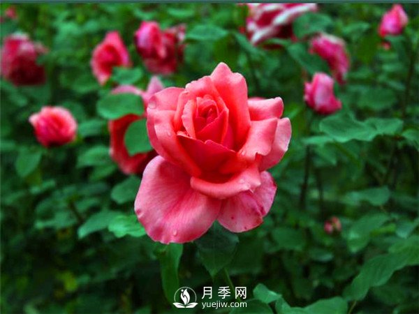 杭州高架“網紅月季花”都有那些品種？(圖4)