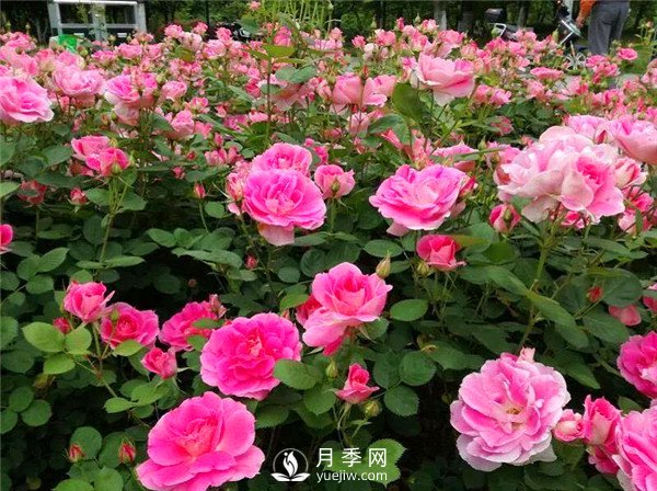 杭州高架“網紅月季花”都有那些品種？(圖5)