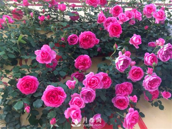 杭州高架“網紅月季花”都有那些品種？(圖7)